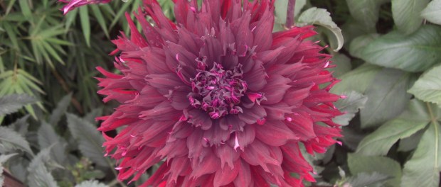 DALIA: INIGUALABLE BELLEZA Y PROPIEDADES