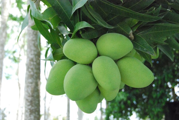MANGO ATAÚLFO, JOYA DE LA REGIÓN DEL SOCONUSCO EN CHIAPAS