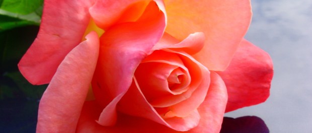 rose-1549686-1280x960