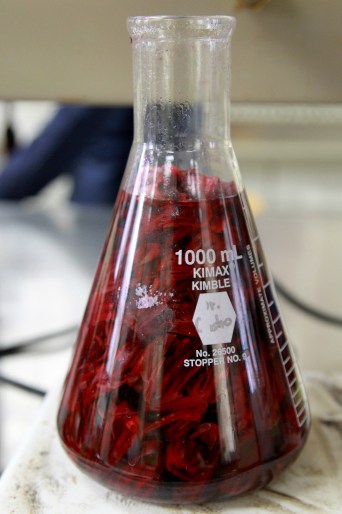 JAMAICA, UNA “SÚPER FLOR” CONTRA LAS BACTERIAS MULTIRESISTE